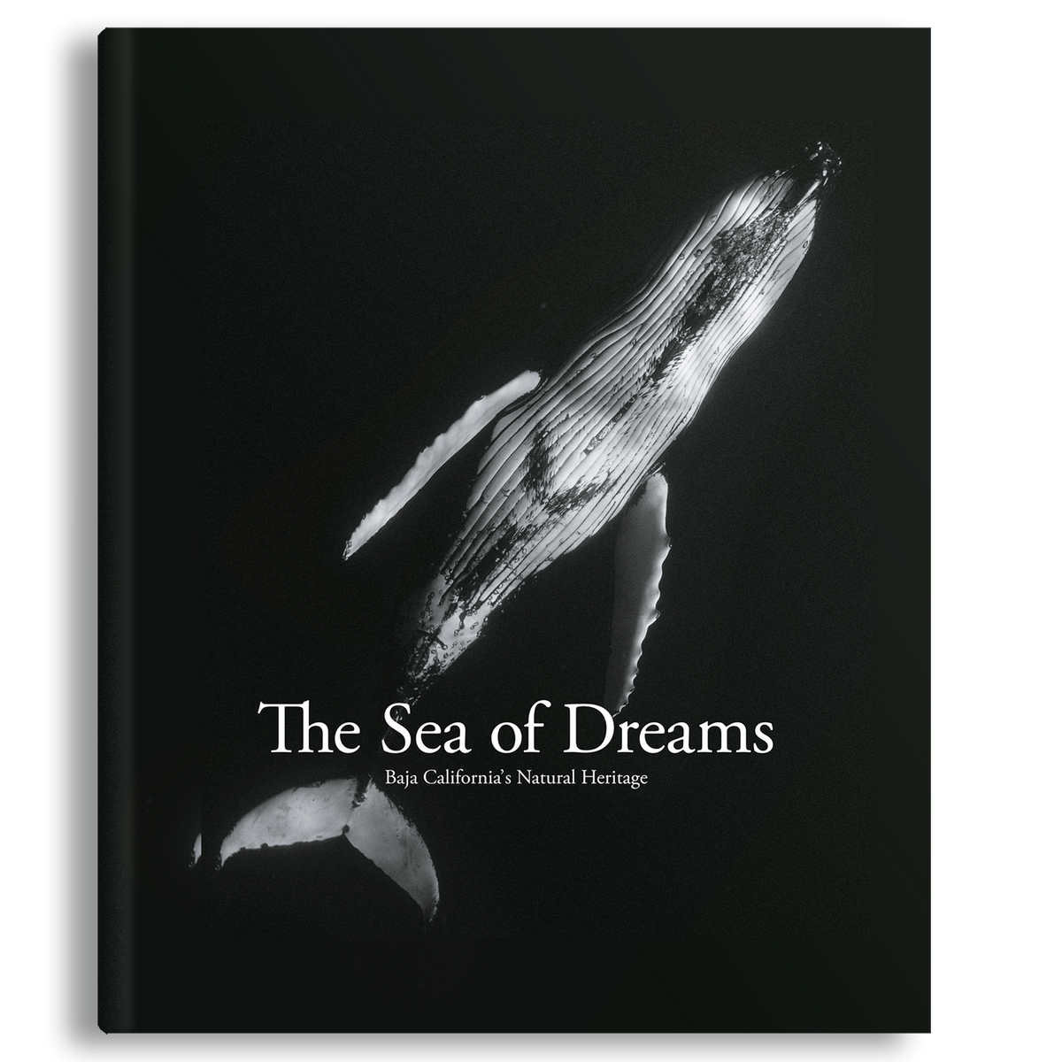 Sea of Dreams by C. Swann | Sunset & Venice – Sunset & Venice