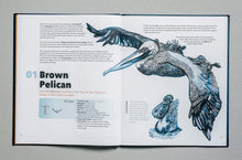 Load image into Gallery viewer, Brown Pelican, Blue and wild, Albores Barajas, Soldatini, travel book, Sunset & Venice