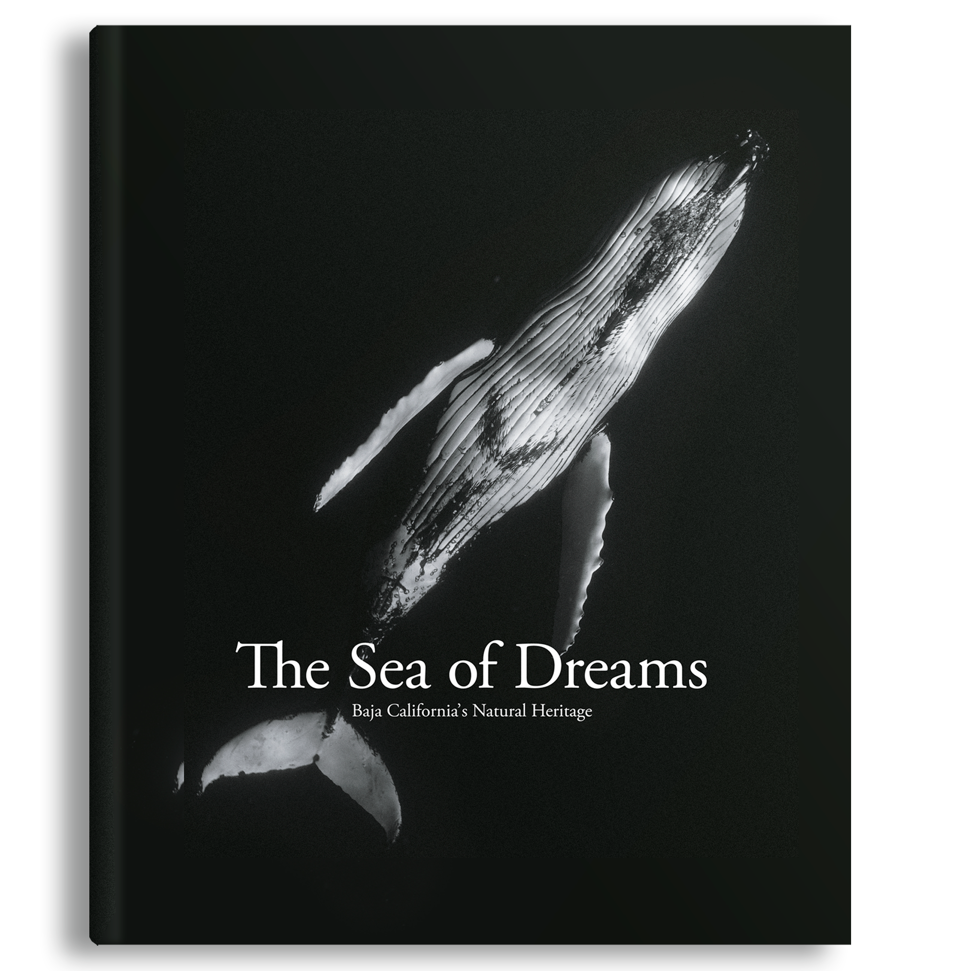 Sea of Dreams by C. Swann | Sunset & Venice – Sunset & Venice