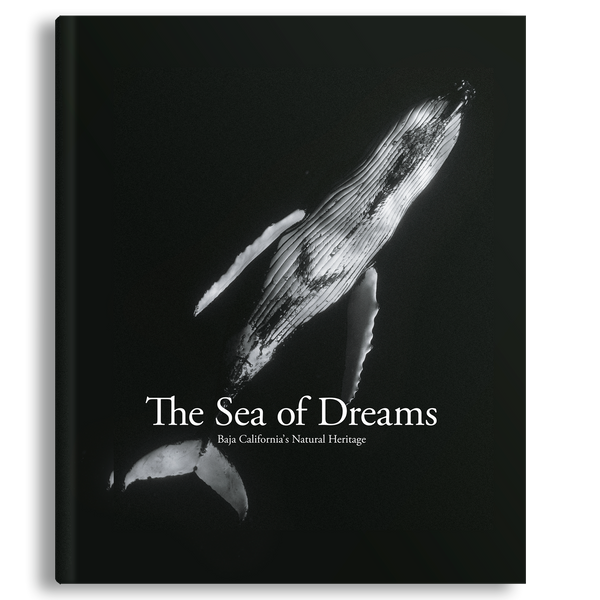Sea of Dreams, Christopher Swann, Baja California Gallery, simebooks