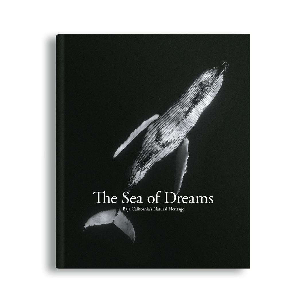 Sea of Dreams, Christopher Swann, Baja California Gallery, simebooks