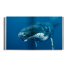 Load image into Gallery viewer, Sea of Dreams, Christopher Swann, Baja California Gallery, simebooks