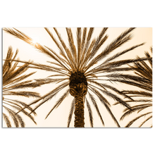 Load image into Gallery viewer, Looking up at palm tree and leaves