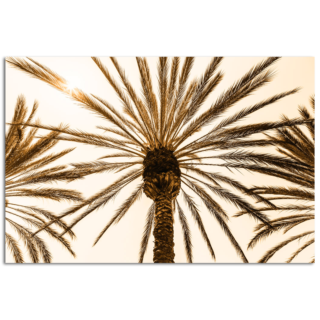 Looking up at palm tree and leaves