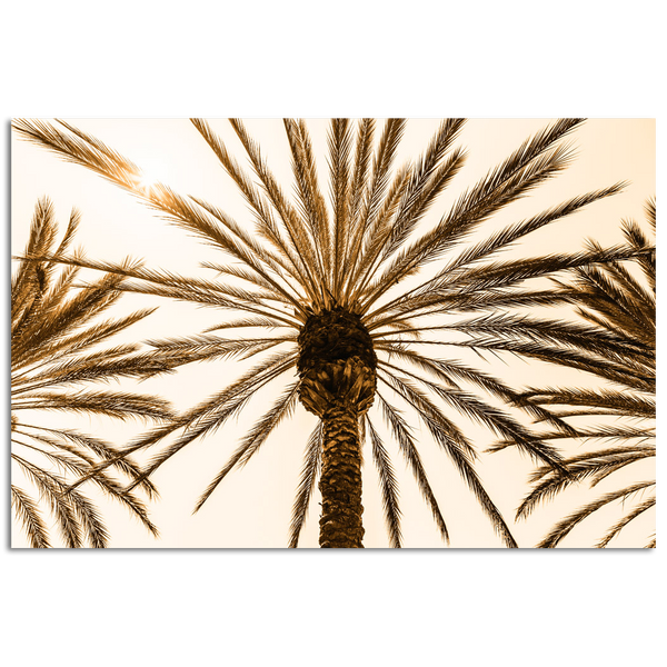 Looking up at palm tree and leaves