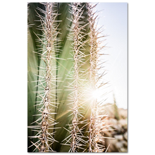 Load image into Gallery viewer, Thorns in the Catavina desert