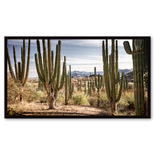 Load image into Gallery viewer, Cardon cactus plants in a forest, Loreto #2