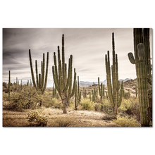 Load image into Gallery viewer, Cardon cactus plants in a forest, Loreto #1