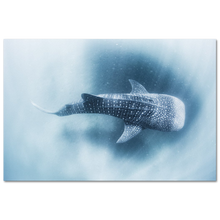 Load image into Gallery viewer, Whale shark #2
