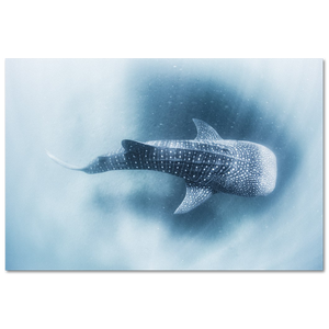 Whale shark #2