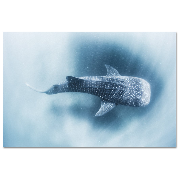 Whale shark #2