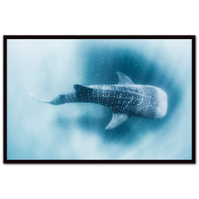 Load image into Gallery viewer, Whale shark #2