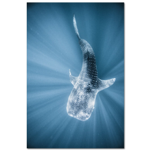 Load image into Gallery viewer, Whale shark #1