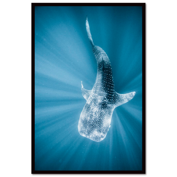 Whale shark #1