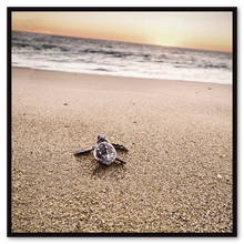 Load image into Gallery viewer, Turtle Todos Santos #2