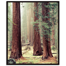 Load image into Gallery viewer, Sequoia National Park