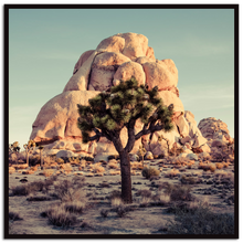 Load image into Gallery viewer, Joshua Tree National Park #2