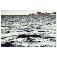 Load image into Gallery viewer, Blue Whale, Bahia Los Cabos