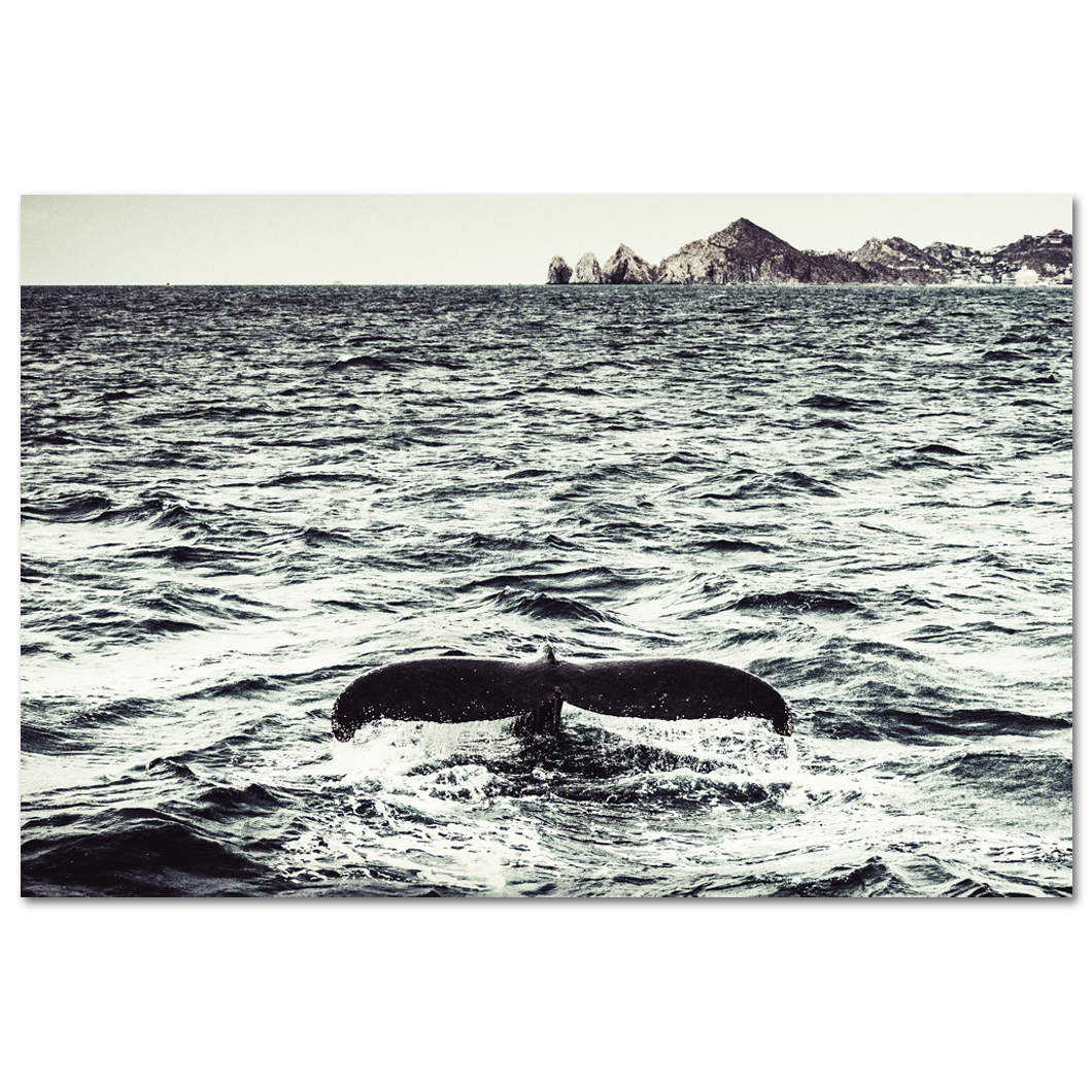 Blue Whale, Bahia Los Cabos